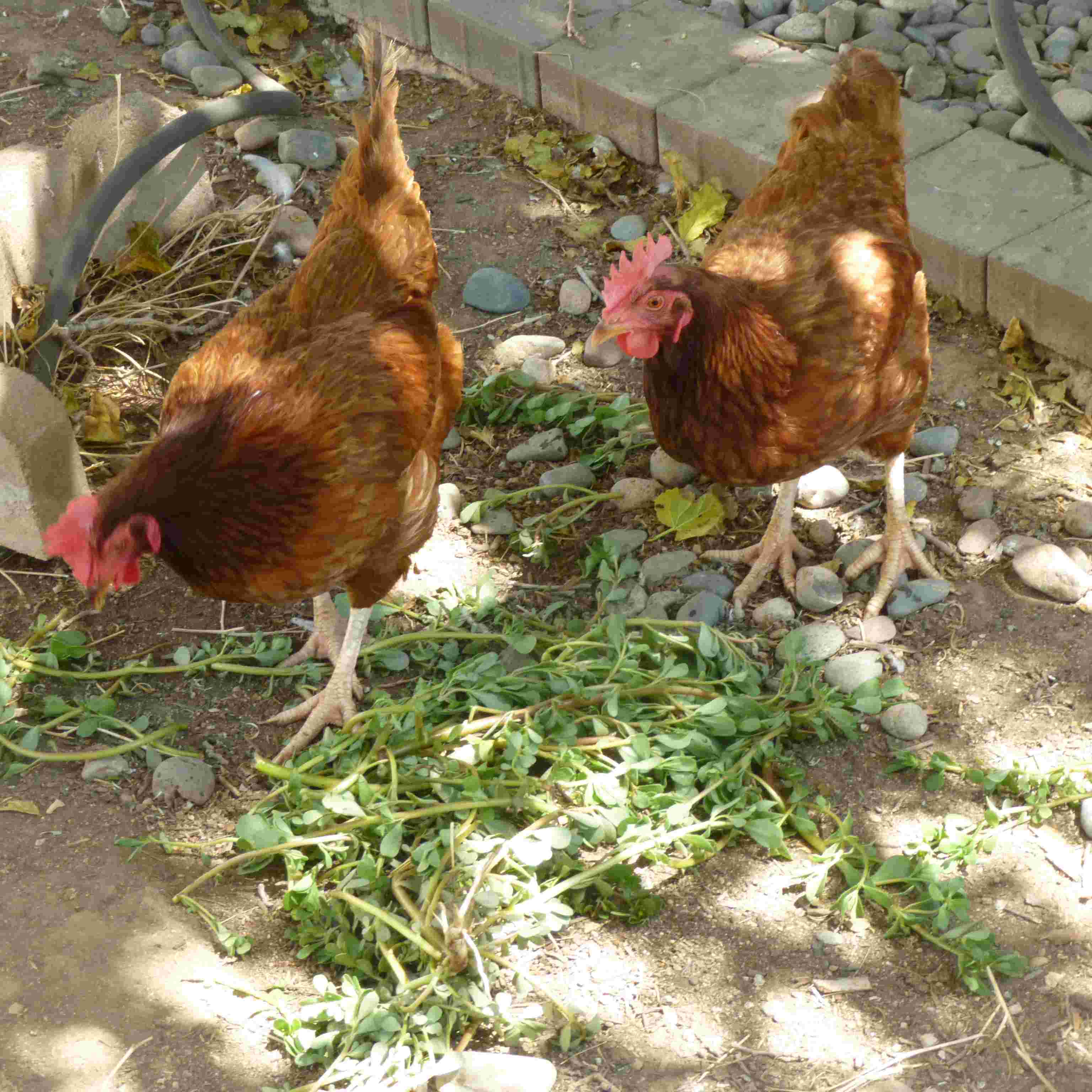 chickenz (Ailin and Dotty)