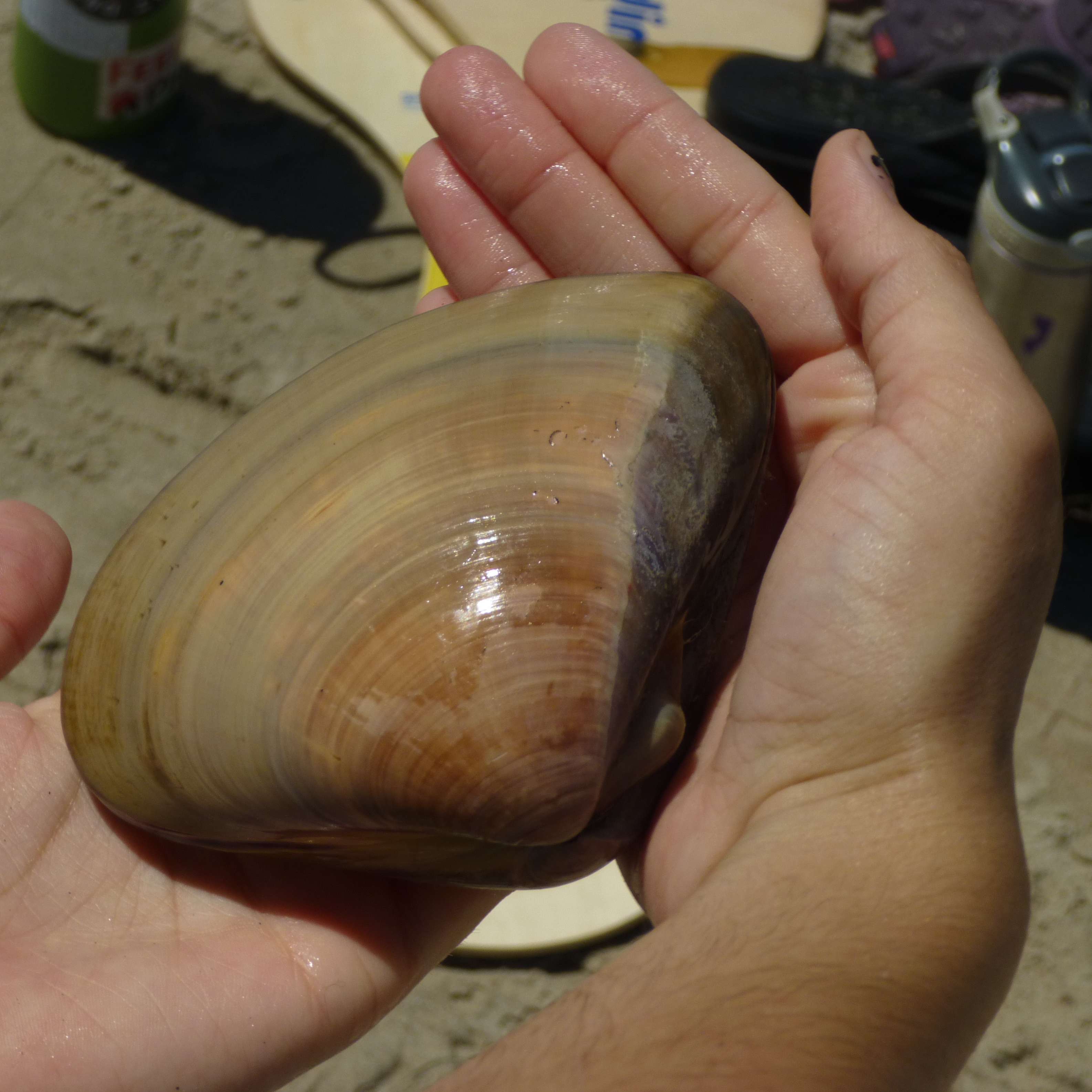 huuge clam beach discovery