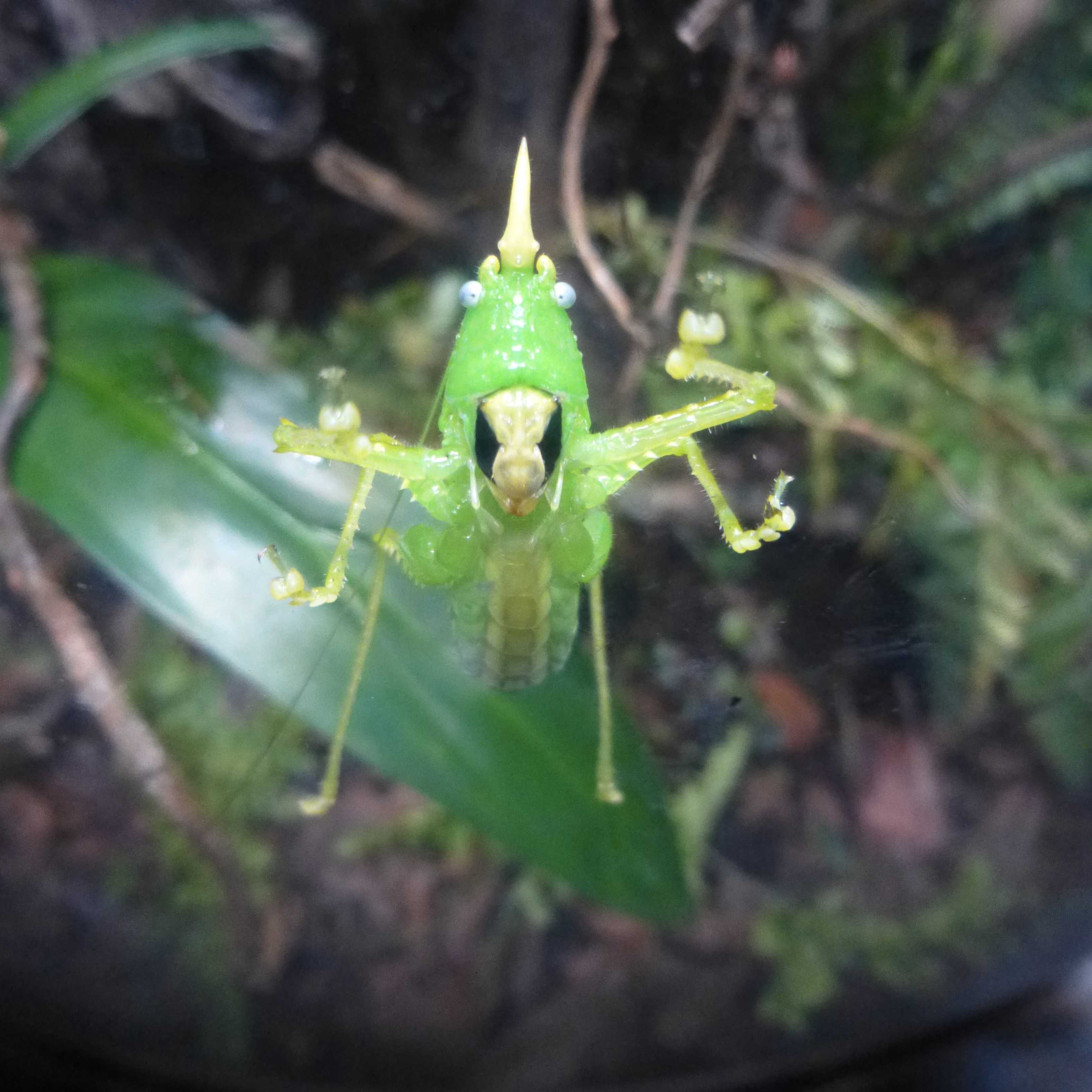 freaky cadydid all up on the glass trying to eat me