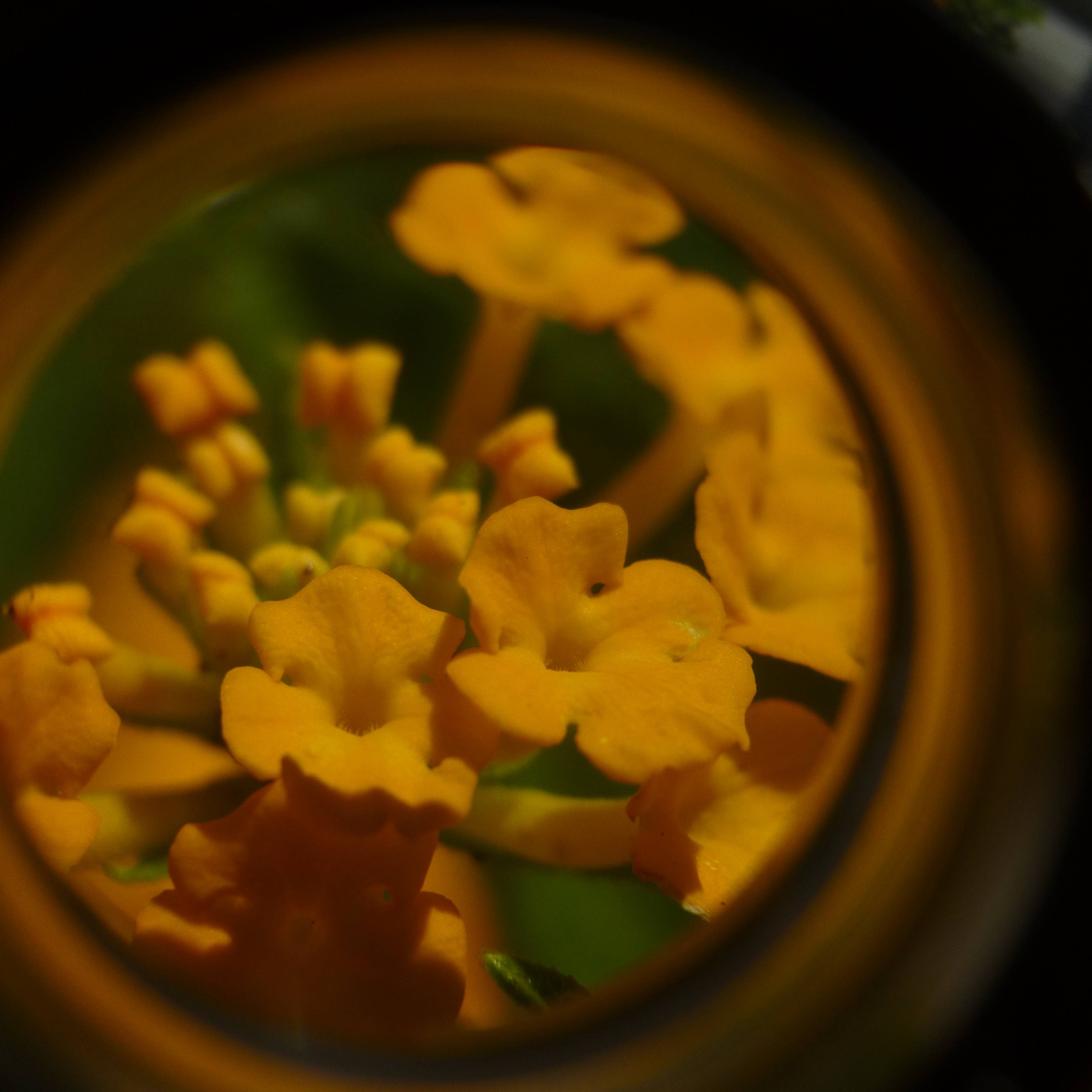 flowers under a hand lens