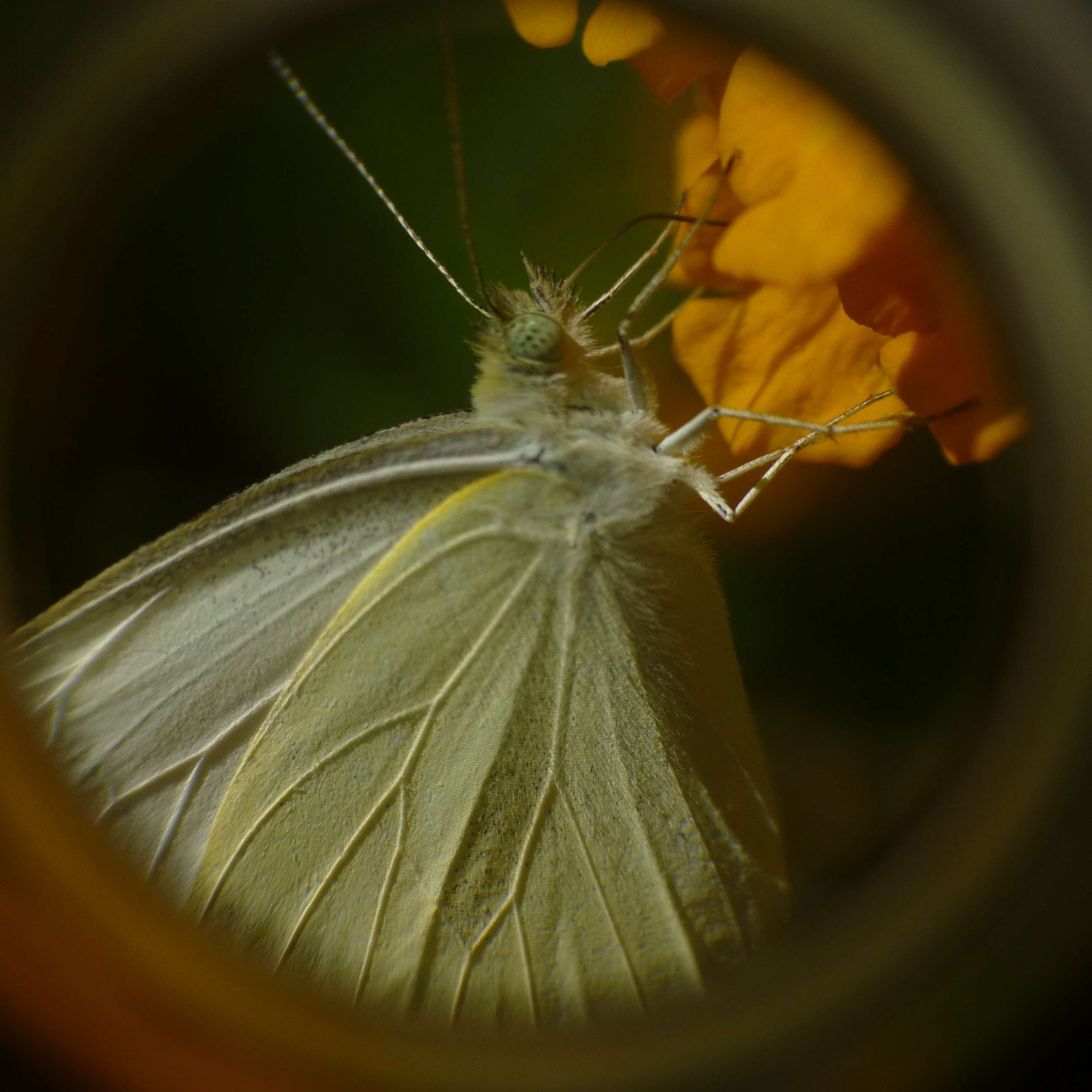 buttefly under a hand lens