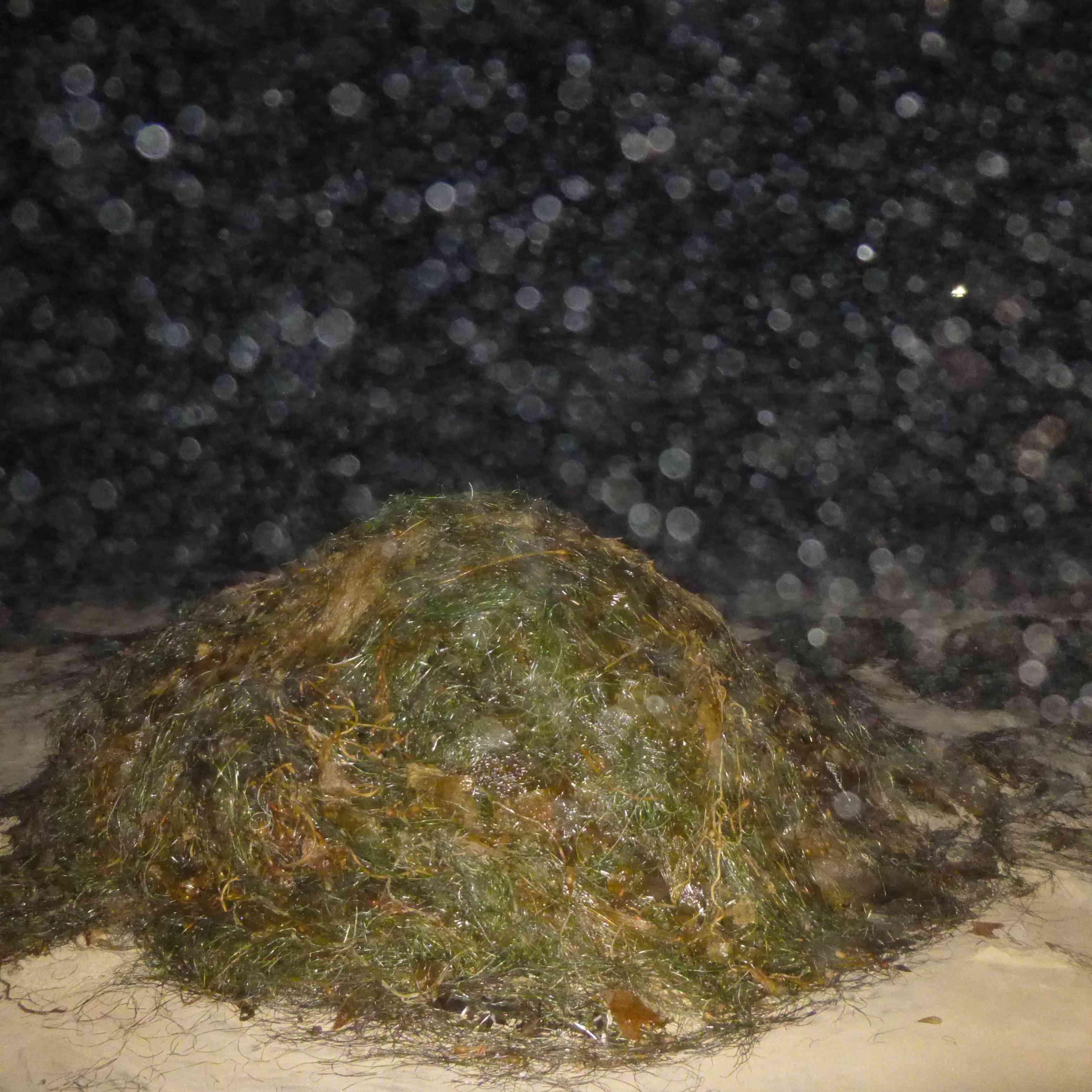 a NASTY enormous lump of seaweed at night