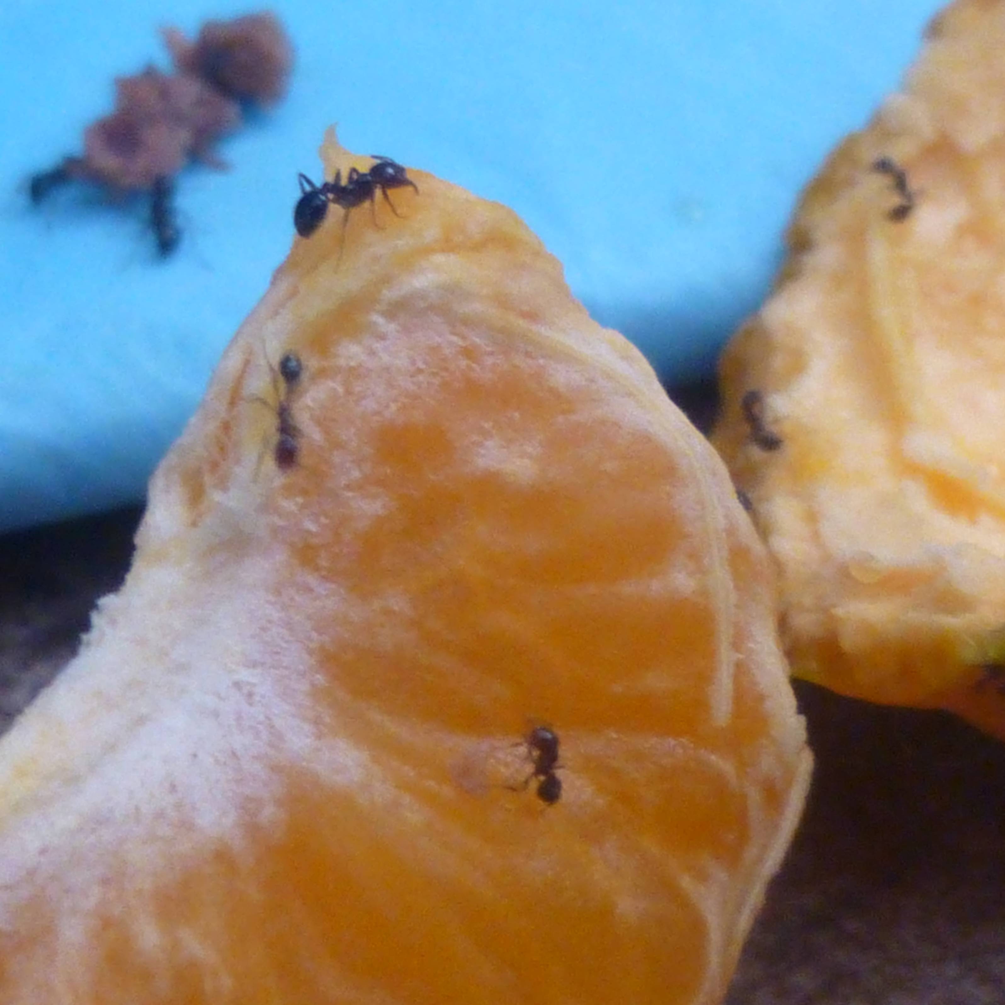 ants on an orange up close